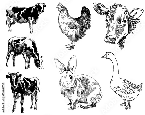 Fototapeta Naklejka Na Ścianę i Meble -  VECTOR set of agricultural animals hand drawn sketches on white
