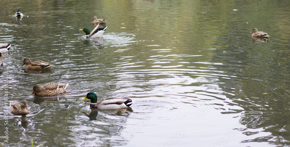 wild ducks on the lake in the park