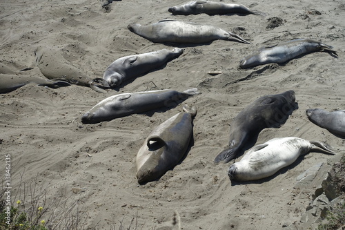 Elephant Seal Viewing Point