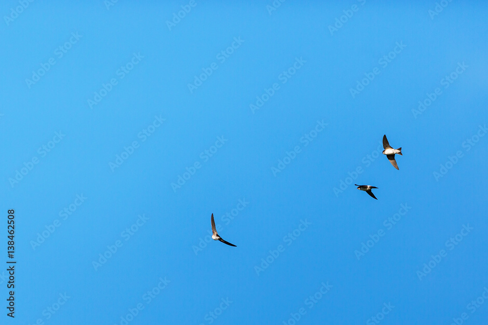Flock of House Martins flying in the blue sky