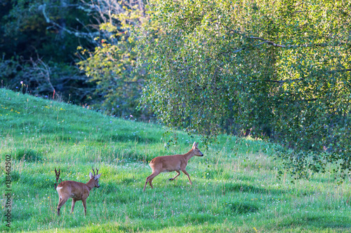 Fototapeta Naklejka Na Ścianę i Meble -  Two Deers in rut chasing each other