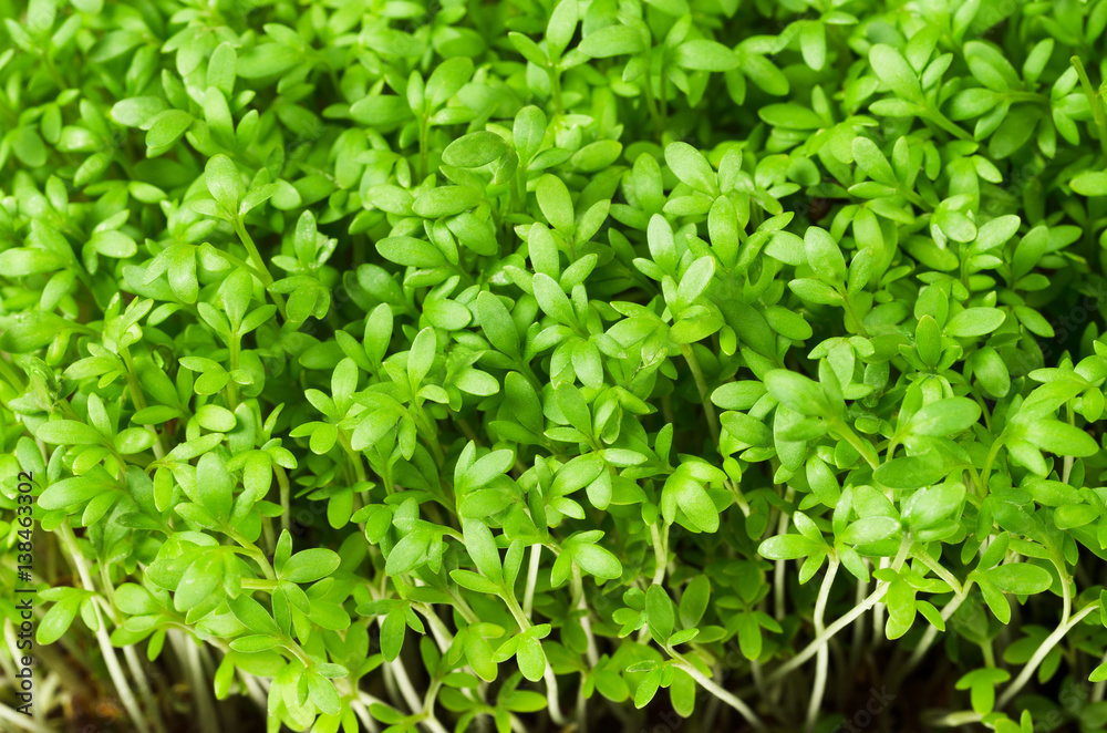 Garden Cress Herb