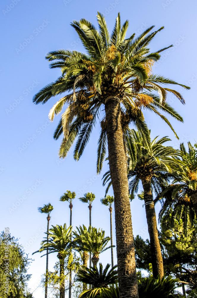 Cannes, palm trees, France, Cote d Azur Cannes, palm trees, France, Cote d Azur