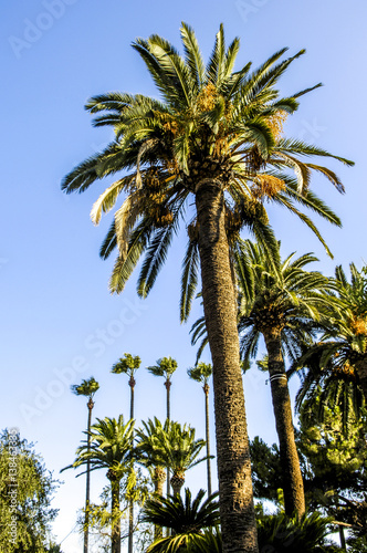 Cannes  palm trees  France  Cote d Azur
