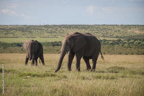 Elephant in Maasai Mara  Kenya