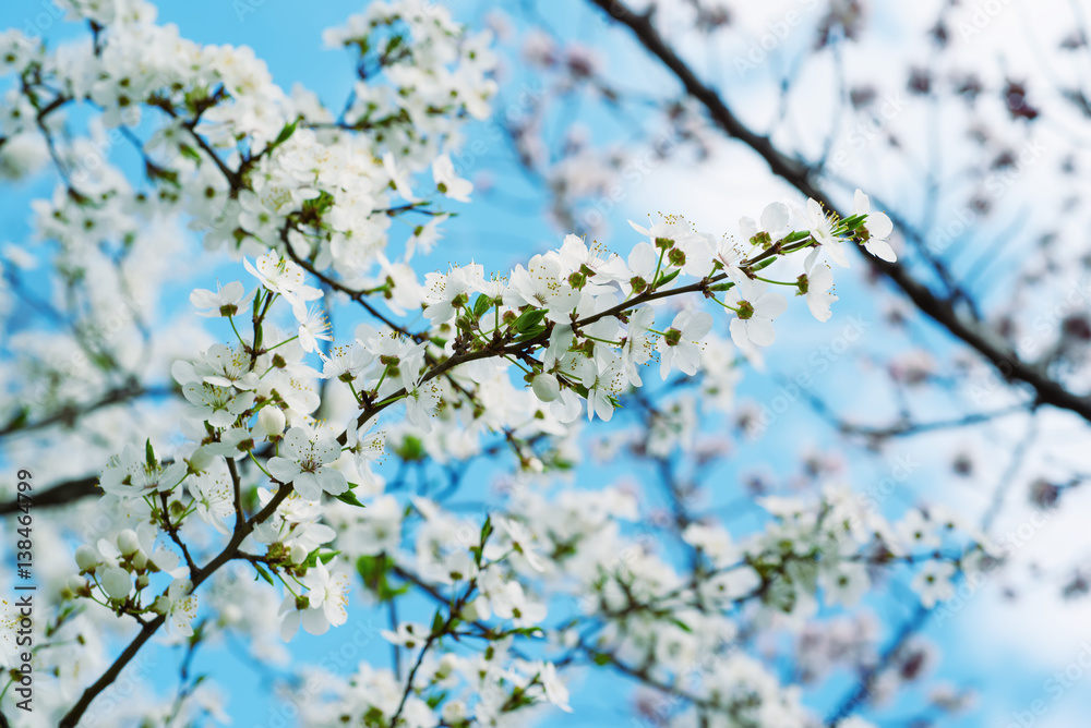 Blossoming of cherry flowers in spring time against blue sky, natural seasonal background Blossoming of cherry flowers in spring time against blue sky, natural seasonal background