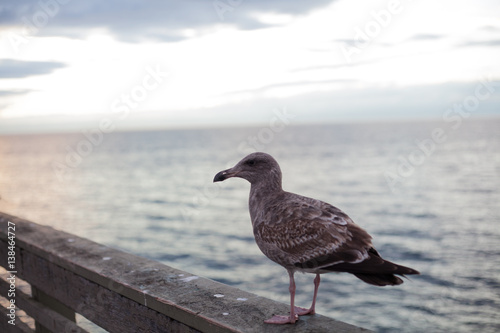 Seagull in San Diego on beach © patriq32
