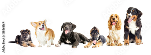 Dog group on a white background © Happy monkey