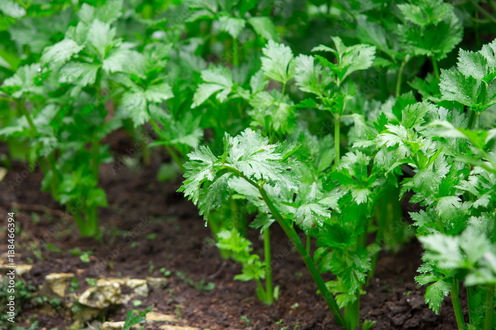Fresh celery vegetable growing in the plantation Fresh celery vegetable growing in the plantation