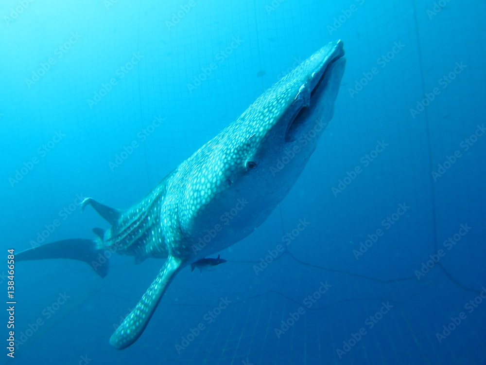 Naklejka premium ジンベエザメ