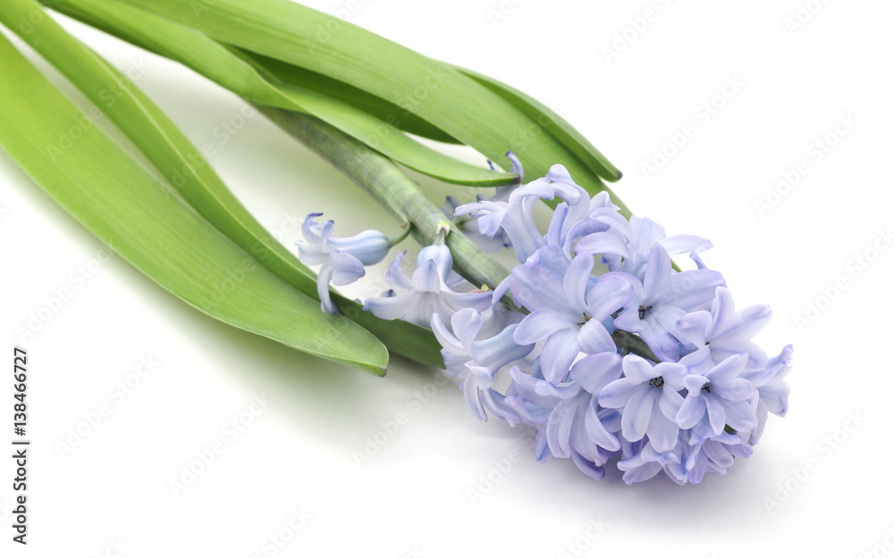 Fototapeta premium Blue hyacinth.