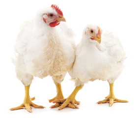 Fotobehang Kip Witte haan en hen samen  © voren1