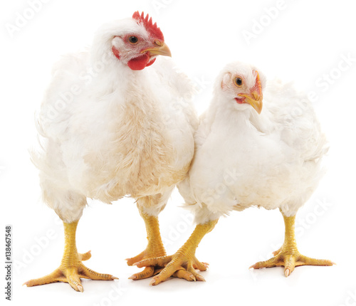 White rooster and hen.