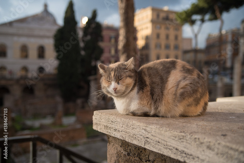 Fototapeta Naklejka Na Ścianę i Meble -  Cats of Rome