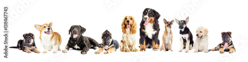 Dog group on a white background