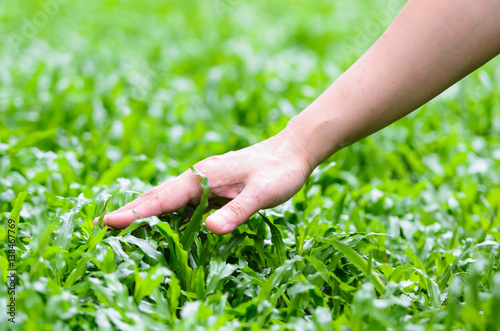 Hand woman touching grass