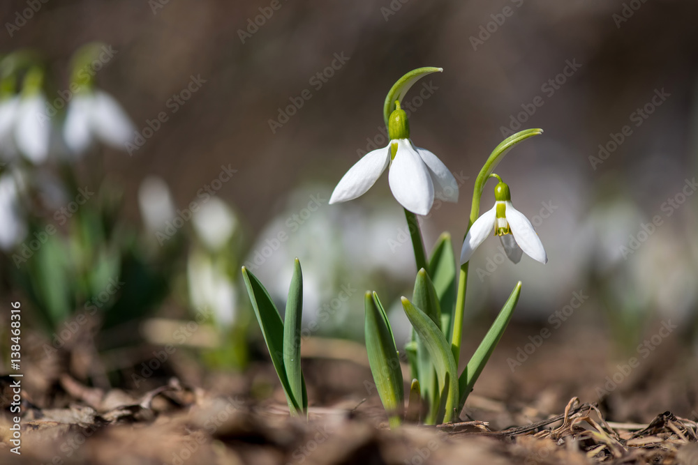 Spring snowdrop flowers blooming in sunny day Spring snowdrop flowers blooming in sunny day