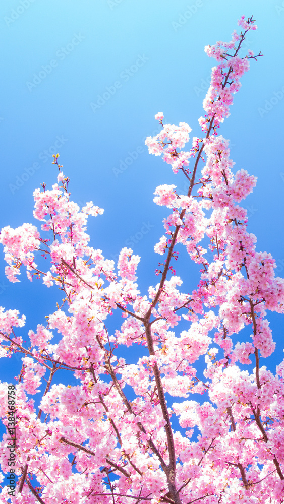 桜 桜