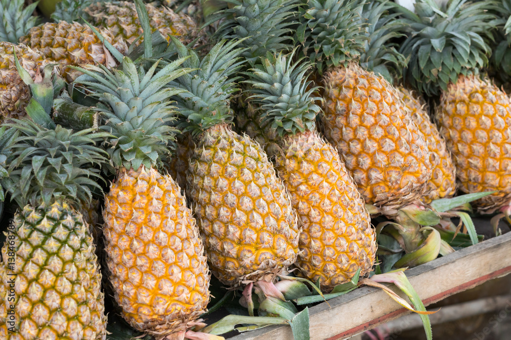 lots of ripe yellow pineapples in row lots of ripe yellow pineapples in row