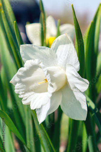 Narcissus white bell flower. Closeup vertical photo