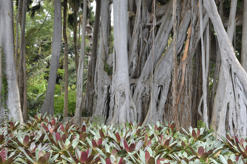 Bild auf Leinwand Big Ficus macrophylla in botanical garden