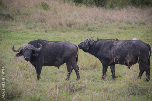 Water buffalos in Maasai Mara, Kenya