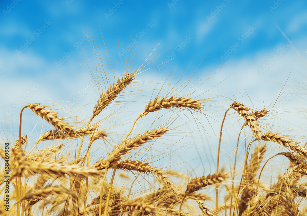 golden harvest closeup with blue sky background golden harvest closeup with blue sky background