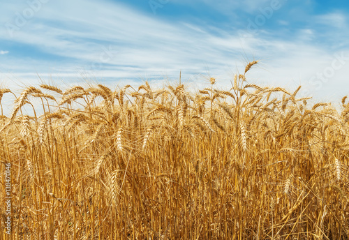 golden harvest field and blue sky