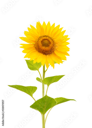 flower of sunflower isolated on white