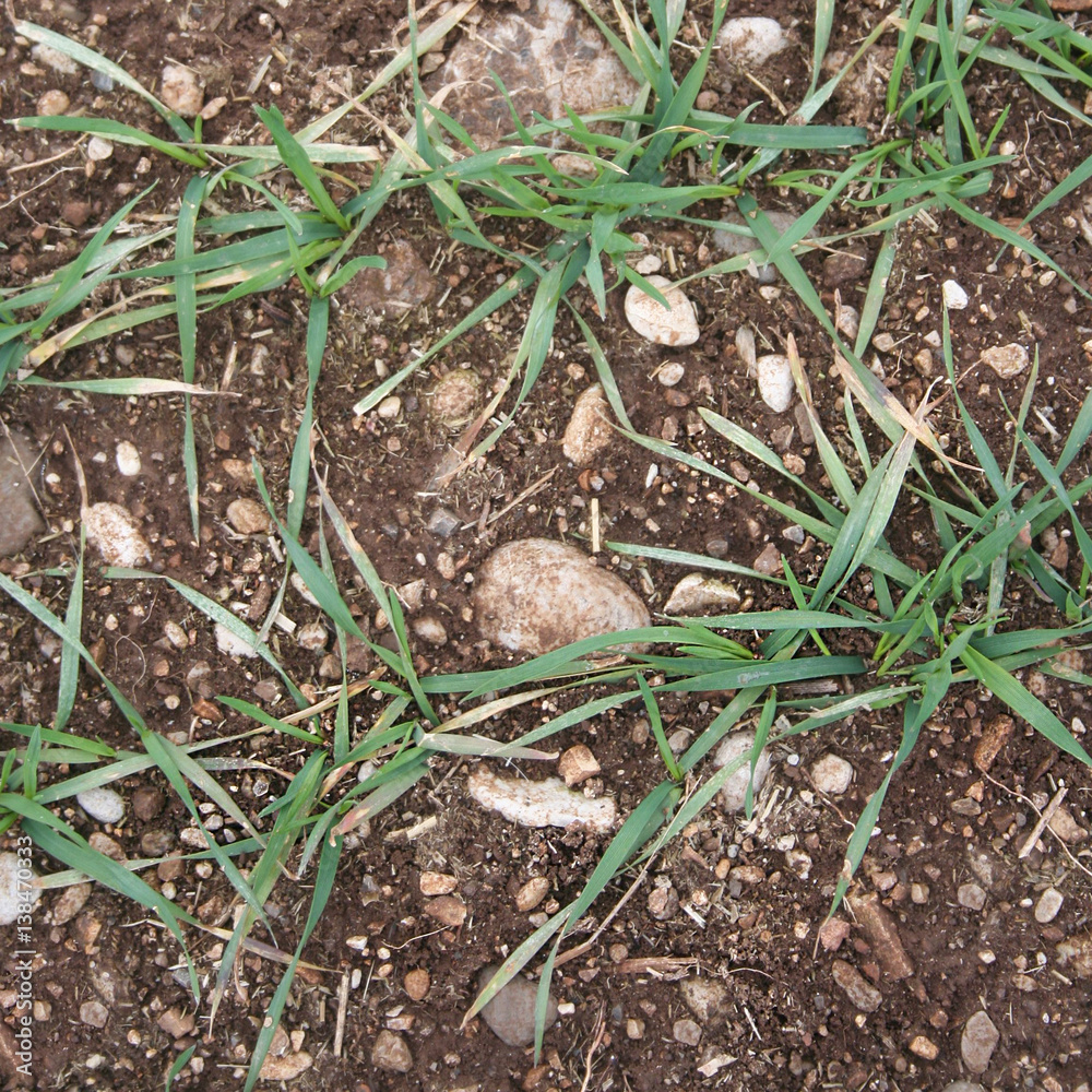 Fototapeta premium Verdi germogli di frumento sul campo in primavera