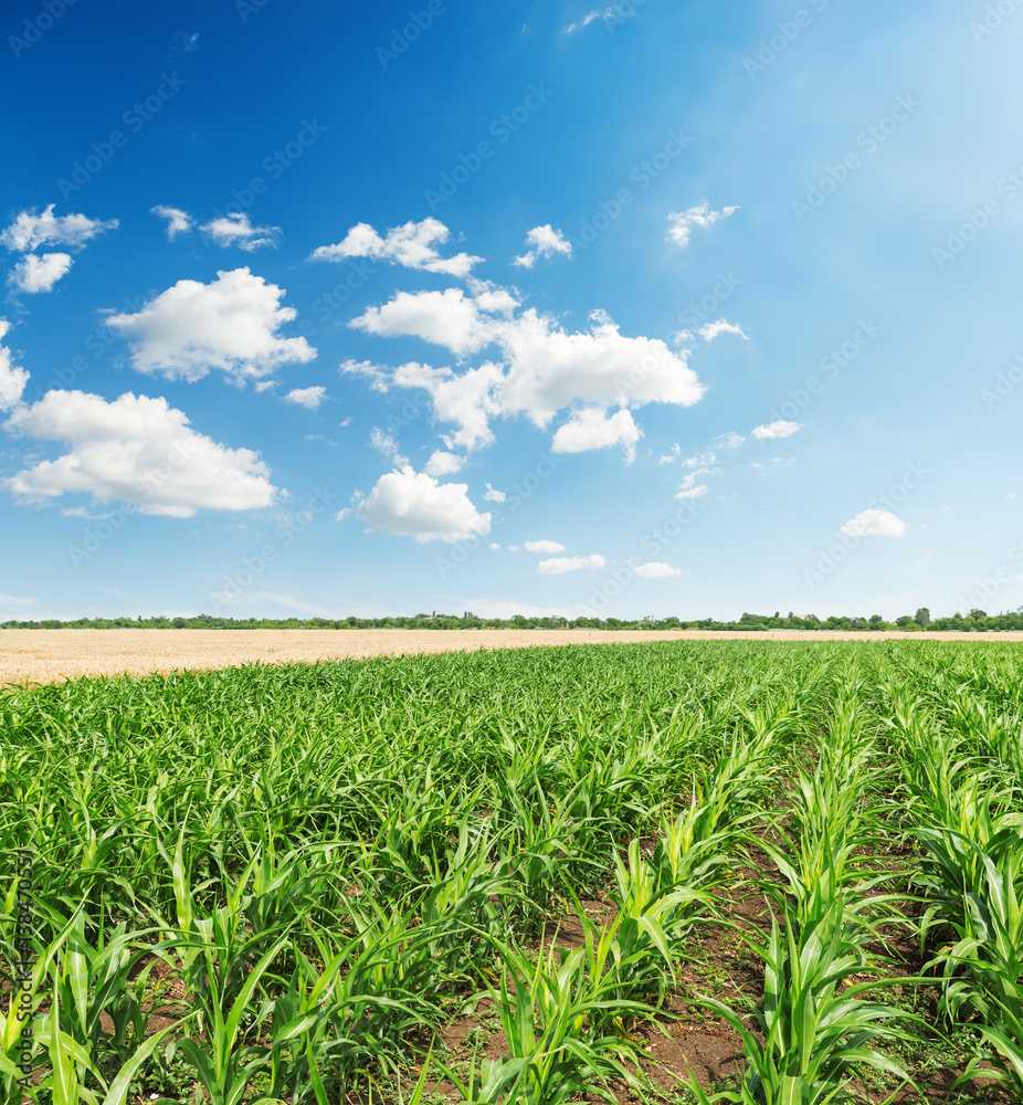 field with little green maize and clouds in blue sky