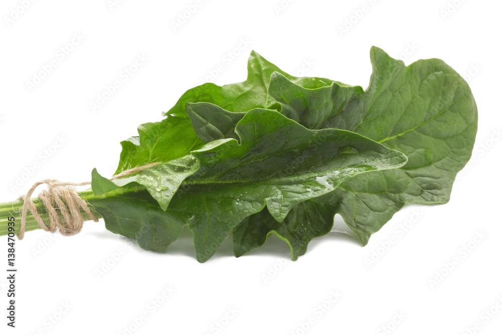 Fresh bunch of long green leaves of young spinach Fresh bunch of long green leaves of young spinach