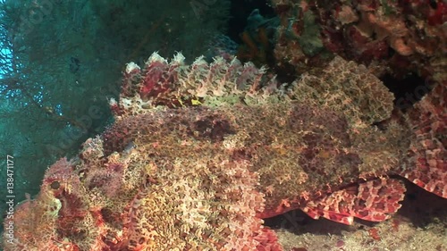 Dangerous poisonous stone fish on background underwater landscape in Red sea. Swimming in world of colorful beautiful wildlife of reefs and algae. Inhabitants in search of food. Abyssal diving.