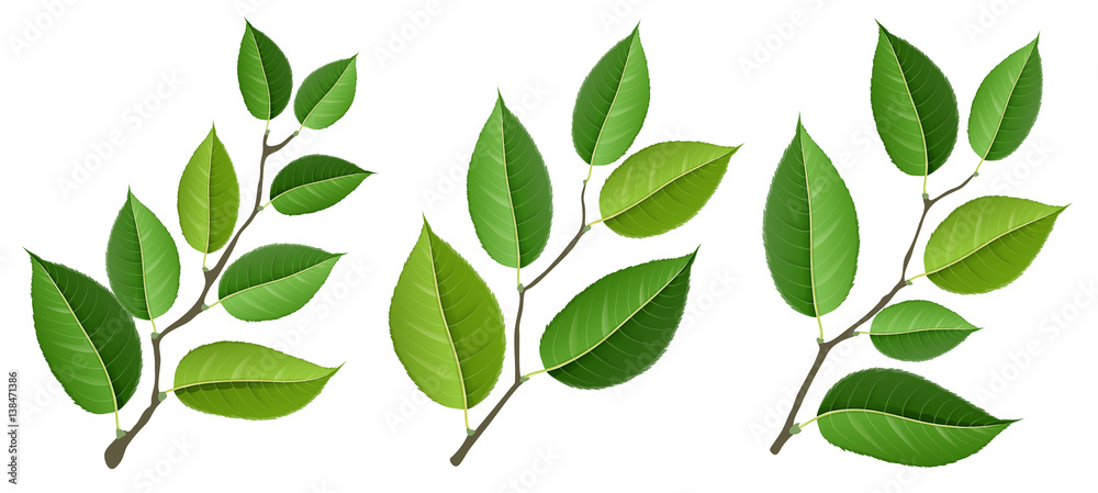 Leaf branch set, with green leaf, isolated on white. For nature design or background Leaf branch set, with green leaf, isolated on white. For nature design or background