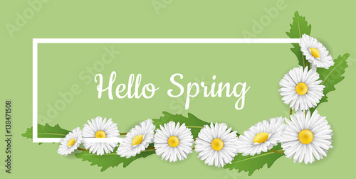 Horizontal banner spring frame, with white daisy flower, on green background. Hello spring message for nature design