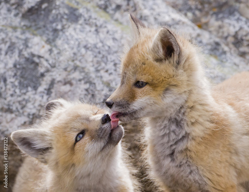 Tongue Tied - Two red fox kits taste each others last meal. photo