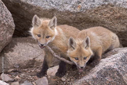 фотографія Tug of War - Two red fox kits tussle over who gets to keep the stick