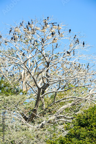 Bird island on the lake of Suchitlan near Suchitoto photo