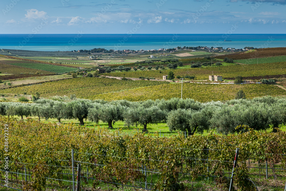 Vineyards, province of Trapani in Sicily, italy