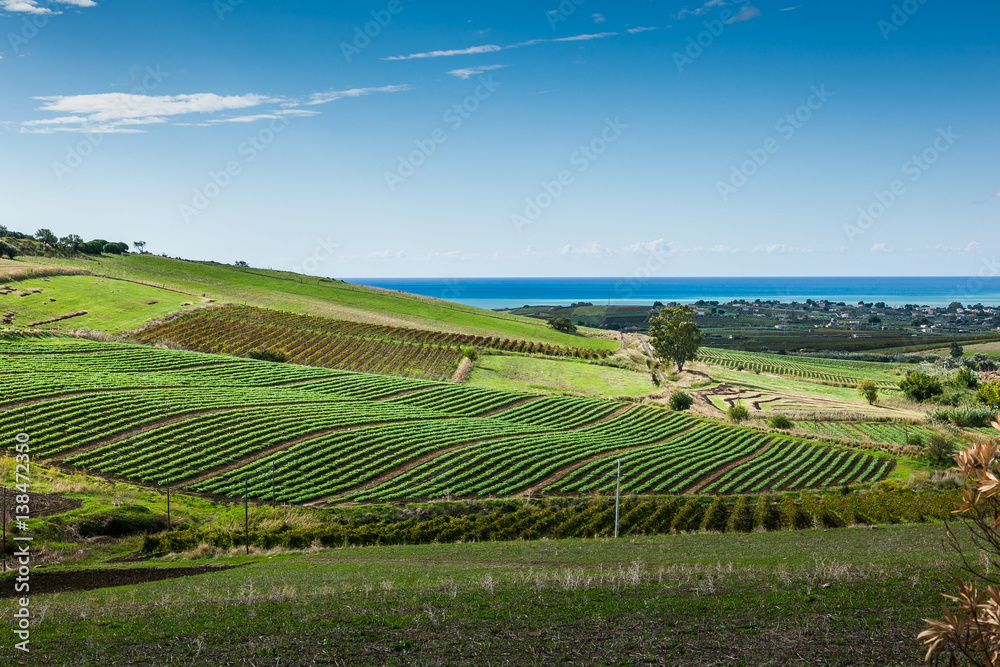 Vineyards, province of Trapani in Sicily, italy