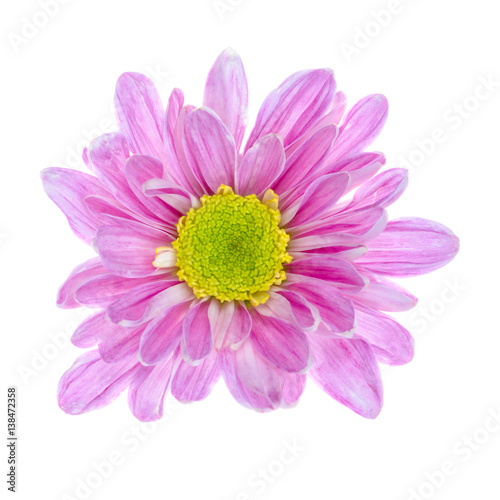 Pink flower isolated on white background