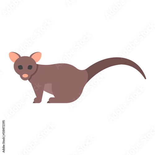 Vector flat style illustration of brushtail possum.