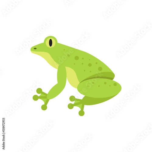 Vector flat style illustration of frog.