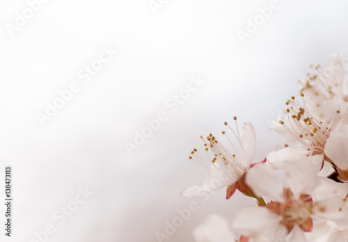 branch of a blooming cherry background