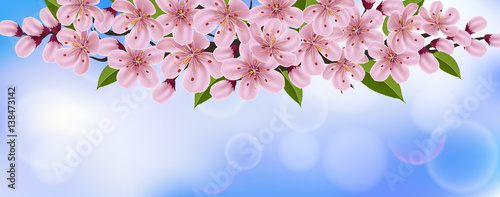 Spring horizontal banner with pink cherry tree flower, leaf, and blue sky in background