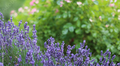 Fototapeta Naklejka Na Ścianę i Meble -  Lavendel im Garten