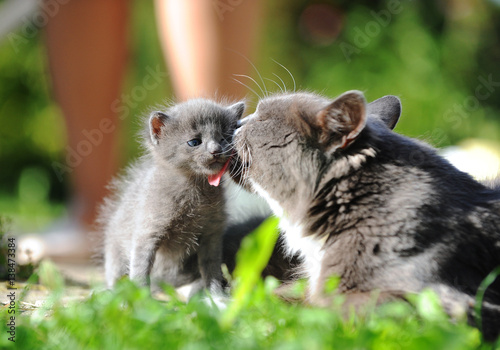 Cat gray family © dima