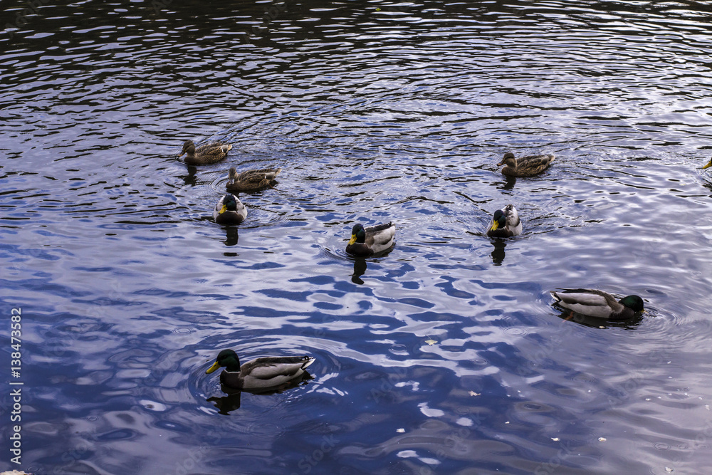 wild ducks swimming on the lake wild ducks swimming on the lake