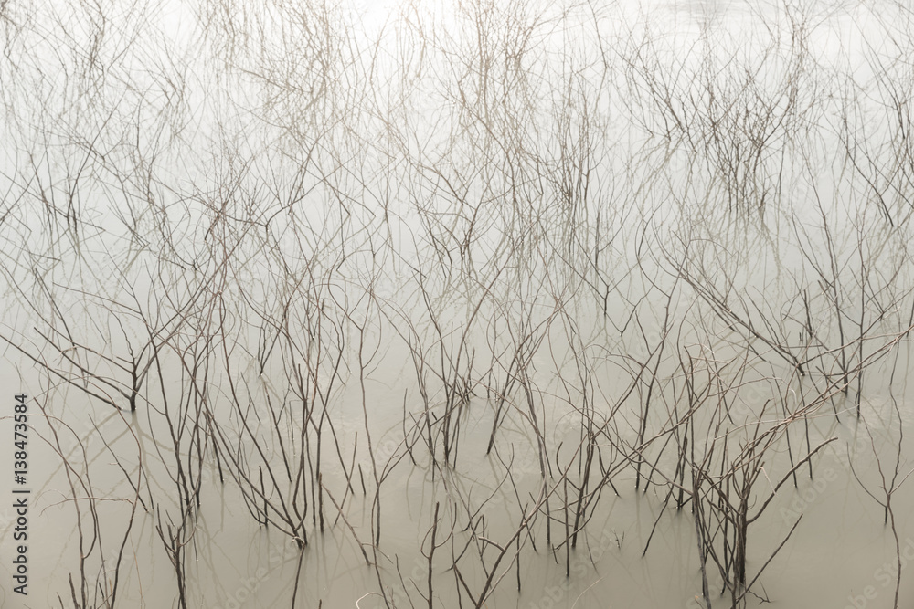 Dead Trees in the forest around a lake with low water levels Dead Trees in the forest around a lake with low water levels