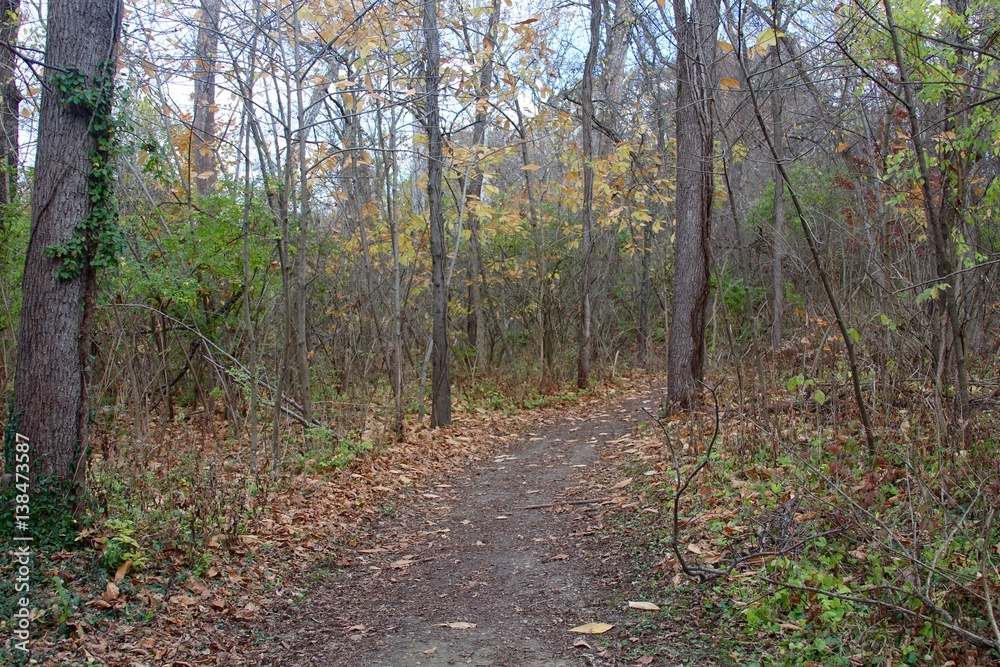 The autumn trail in the forest. The autumn trail in the forest.